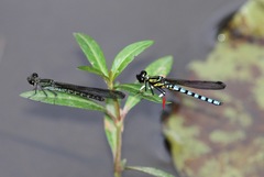 Platycypha lacustris