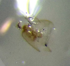 Orthotylus parvulus