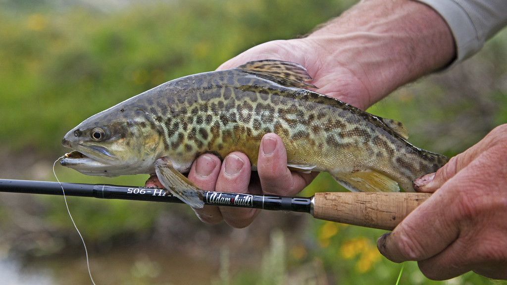 Atlantic Trout × Chars