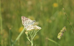 Muschampia tessellum
