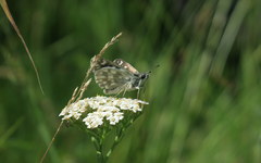 Muschampia tessellum