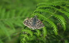 Muschampia tessellum