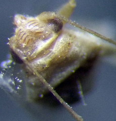 Orthotylus parvulus