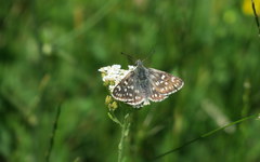 Muschampia tessellum