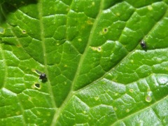 Ceutorhynchus contractus