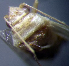 Orthotylus parvulus