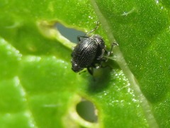 Ceutorhynchus contractus