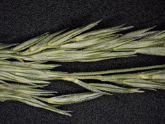 Muhlenbergia mexicana