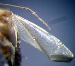 Orthotylus parvulus