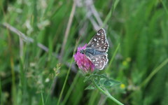 Muschampia tessellum