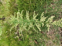 Artemisia umbrosa