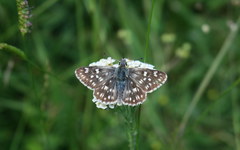 Muschampia tessellum