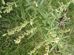 Artemisia umbrosa