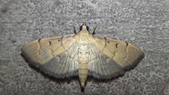 Herpetogramma rudis