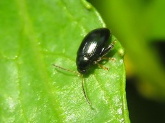 Psylliodes laticollis