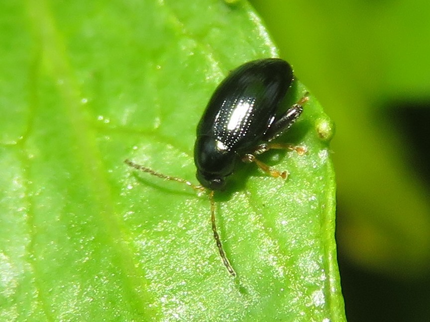Psylliodes laticollis