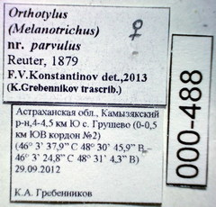 Orthotylus parvulus