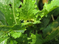 Psylliodes laticollis