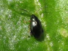 Psylliodes laticollis