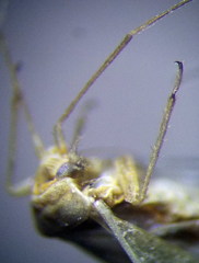 Orthotylus parvulus