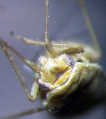 Orthotylus parvulus