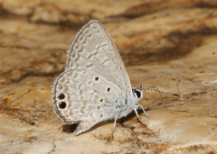 Hemiargus ceraunus astenidas