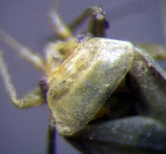Orthotylus parvulus