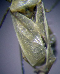 Orthotylus parvulus