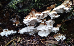 Heterobasidion parviporum