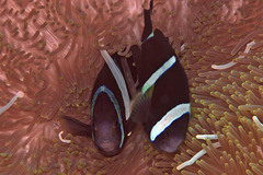 Amphiprion tricinctus
