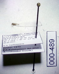Orthotylus parvulus
