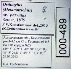 Orthotylus parvulus
