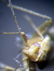 Orthotylus parvulus