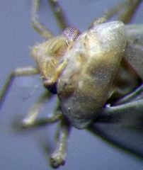 Orthotylus parvulus