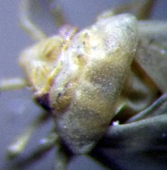 Orthotylus parvulus