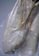 Orthotylus parvulus