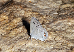 Cupido comyntas texana