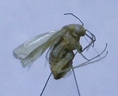 Orthotylus parvulus