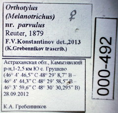 Orthotylus parvulus