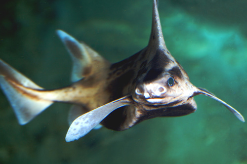 Representative image of Oxynotus