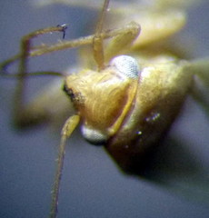 Orthotylus parvulus