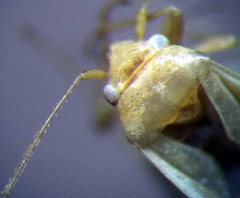 Orthotylus parvulus