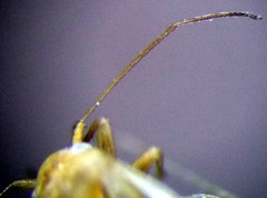 Orthotylus parvulus