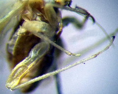 Orthotylus parvulus