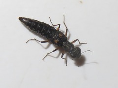 Stenus bimaculatus