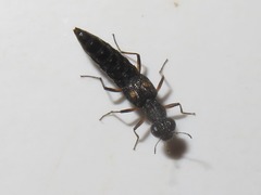 Stenus bimaculatus