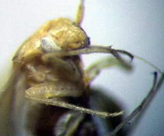 Orthotylus parvulus