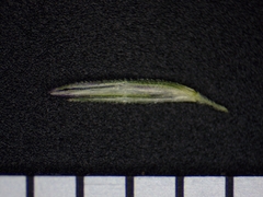 Muhlenbergia mexicana