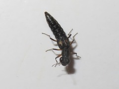 Stenus bimaculatus