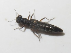 Stenus bimaculatus